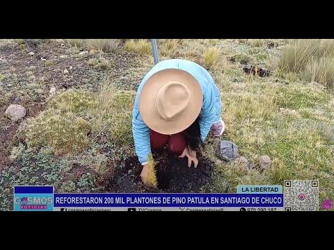 La Libertad: reforestaron 200 mil plantones de pino patula en Santiago de Chuco