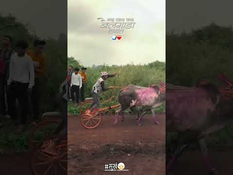 | इश्काचा चा मोसम 😍 | बैलगाडा शर्यत 🔥👑| WhatsApp Status | #bailgada