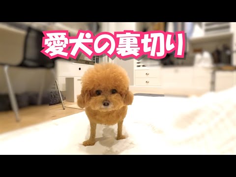 ぽんちゃんに裏切られました…(号泣)