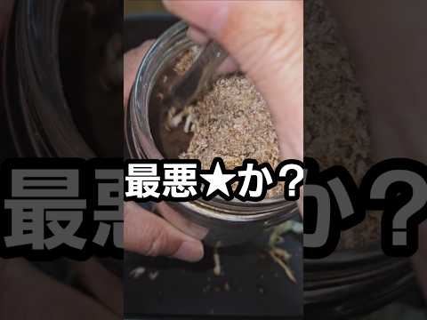 うわっジャングル!【クワガタ飼育】