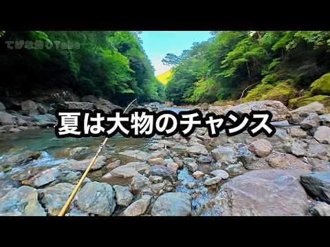 夏の渓流は大ヤマメのチャンス