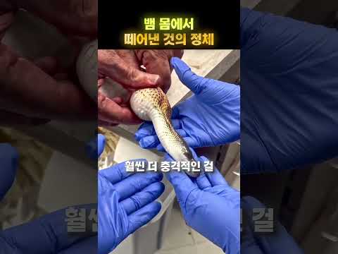 뱀의 <strong>몸에</strong> 붙어 있던 충격적인 것 😨🐍