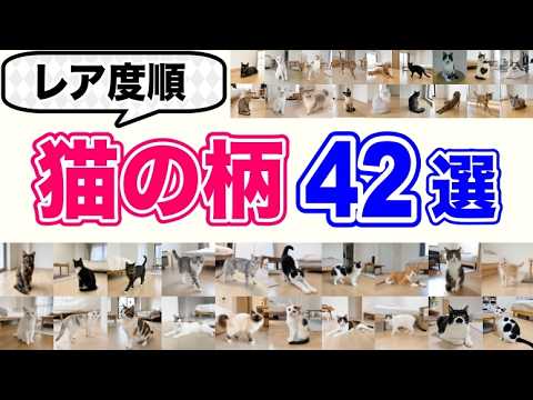 【あなたの猫は何位？】猫の柄42選を獣医師が解説します