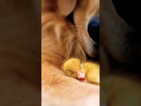 The Most Heartwarming Friendship You'll See Today 💛