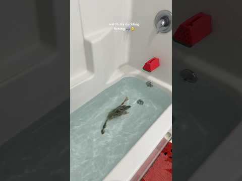 watch my duckling fishing 🎣 #duck #duckling #asmr #asmrsounds #shorts