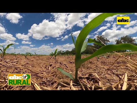 ABC Rural: Siembra de maíz en el Chaco para nutrición animal