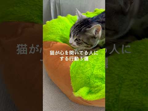 猫の動画サムネイル - 猫が心を開いてる人にする行動3選 #猫 #ねこ #猫のいる暮らし #ねこのいる生活 #猫動画 #保護猫 #猫好きさんと繋がりたい #猫のいる生活 #猫好き #ねこ動画 VOICEVOX:ずんだもん
