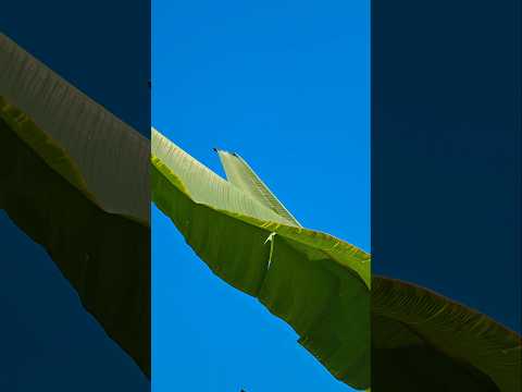 Best Quality | vivo x200 ultra