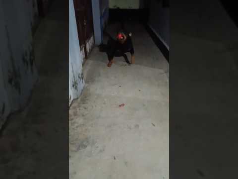 Akele Rehna Sikho#shorts #shortsfeed #youtubeshorts #ytshorts #trending #edit #rottweiler
