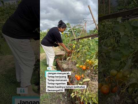 Teruslah menanam karena menanam itu melawan #kebun #berkebun #garden #homegarden