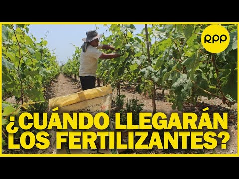 Alza de alimentos continúa por demora de entrega de fertilizantes a agricultores peruanos