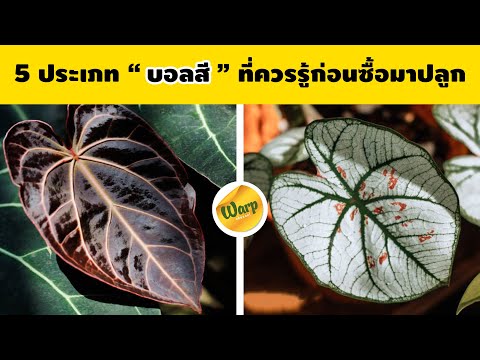 5-ประเภท-บอนสี-เเละประเภทสีของ 5-ประเภท-บอนสี-เเละประเภทสีของ