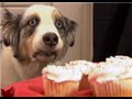 Dog wants cupcakes