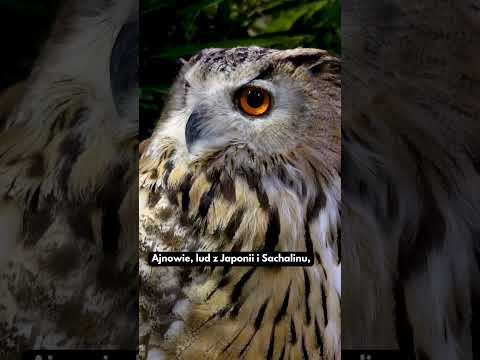 PUCHACZ – demon, bóg czy strażnik wiedźm? #puchacz #sowa #ptak #ciekawostki