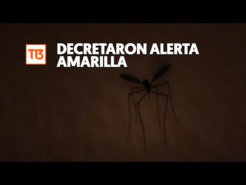 Alerta amarilla en Los Andes por presencia del mosquito del dengue
