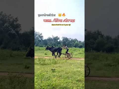 भेडिया और रुद्रा.(मोहगाव तिल्ली के. दान पे ट्रायल पट्टी) #cow #shorts