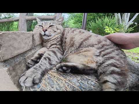 50m歩いただけで疲れて休憩するぽっちゃり猫