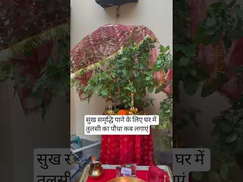 तुलसी का पौधा घर में कब लगाएं |tulsi plant kis din khana shubh hota hai #tulsi #kartikmaas #shorts
