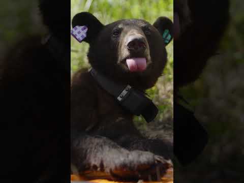 Want to learn about Florida’s Black Bear conservation efforts? 🐻 #NationalGeographic