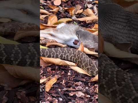 ⚠️ Warning: Snake Feeding Video ⚠️ Not common to witness a wild snake eating #food #eat #nature #fyp