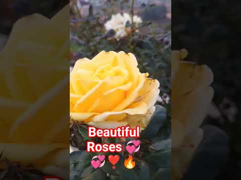 🙏🔥The language of#is nothingbut pure #passion