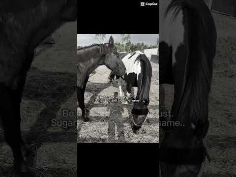 … #horse #equestrianjourney #horseenthusiast #stopanimalabuse #horsefan #pony