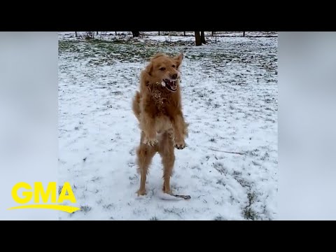 This pup loves to catch snowballs