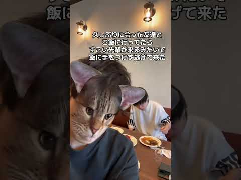 一生喋ってるからお店出た#shorts #オバクルメン #和歌山