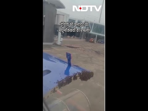 जब IndiGo की Flight पर मधुमक्खियों के झुंड ने बोल धावा | Viral Video | Gujarat | SHORTS