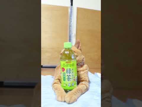 癒やしの緑茶とかわいい猫たち｜リラックスできる動画集 サムネイル