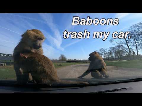Car vandalised by Baboons !!