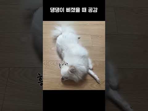 댕댕이 삐졌을 때 공감 (번외는 <strong>산책갈까</strong>)