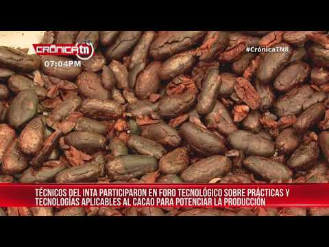 INTA desarrolló foro tecnológico para potenciar el sector cacaotero – Nicaragua