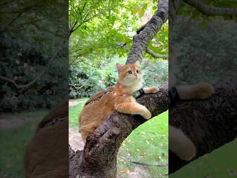 Cat video ! cat voice ! cat sound ! cat meowing #shorts #youtubeshorts #cat #cats #catsound