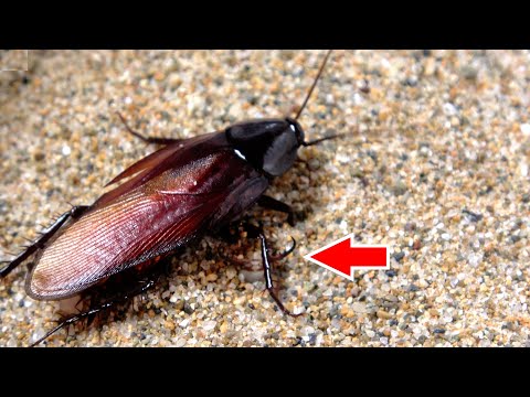 捕食者が潜む砂に家のゴキブリを落として始末する