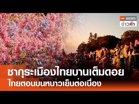 ซากุระเมืองไทยบานเต็มดอยไทยตอ