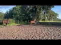 Dressuurpaard So Perfect lichtvoetig bewegend veulen