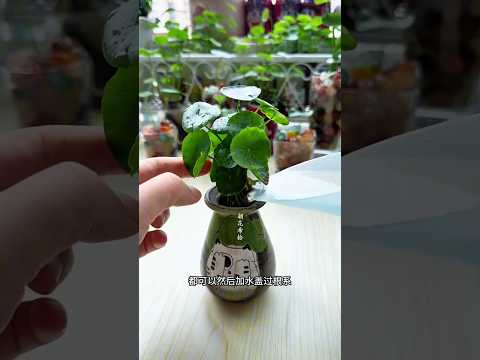 amazing shorts #garden #ytshorts #trending #yputubeshorts #amazing #viral #vip #diy