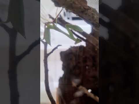 Gottesanbeterin Greeny #gottesanbeterin #mantis #insects #insekten #tiere #animals #funny #love