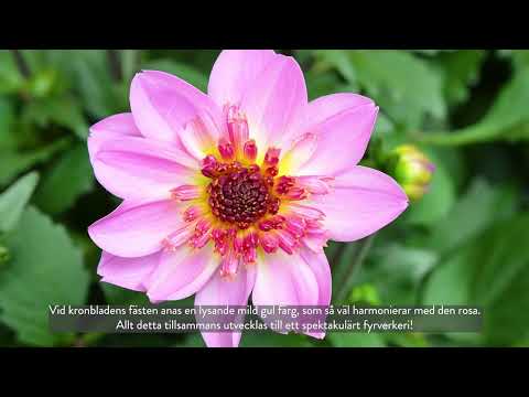 Mäster Grön om Sommardahlia 'Starburst Pink'