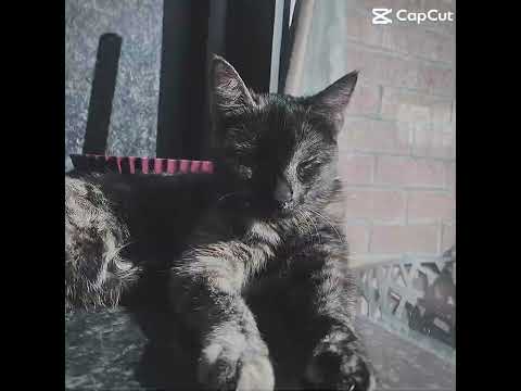 Caramel🥰😍#mignon#chat