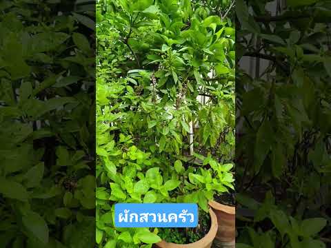 ปลูกผักกินเอง#ปลอดภัยไร้สารพิษ
