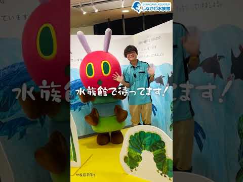 水族館飼育員のゆるゆるVlog@しながわ水族館【番外編】