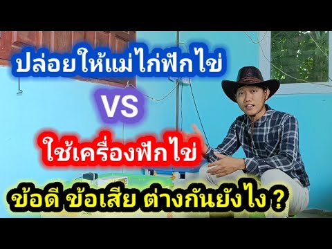 ปล่อยให้แม่ไก่ฟักไข่กับใช้เค