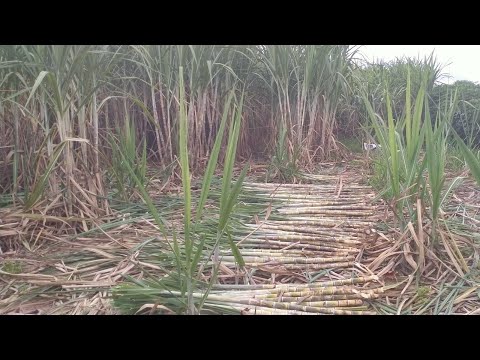 ตัดทอนพันอ้อยสุพรรณบุรี50-086- ตัดทอนพันอ้อยสุพรรณบุรี50-086-