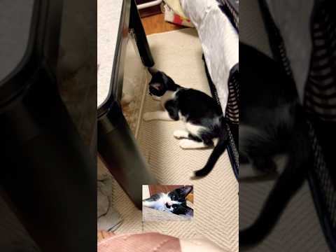 ゆっくりのんびり迎える朝が…😅#shots #cat #モフ猫 #hamster #子ネコ #ハムスター #cute #pets #キンクマ #ロボロフスキー #ハチワレ #かわいい、