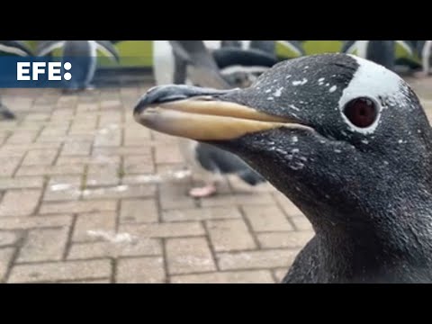 Los pingüinos vuelven a desfilar por el zoo de Edimburgo cinco años después