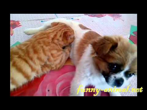 Gluttonous cat gets milk from dog 馋猫吃小狗的奶, 拦都拦不住
