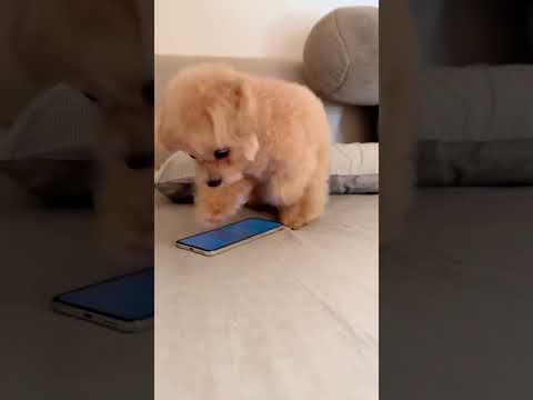 谁玩手机都会露出笑容,包括狗! #萌宠 #萌宠日常记录 #泰迪 #狗狗成精了 #可爱到爆炸💥