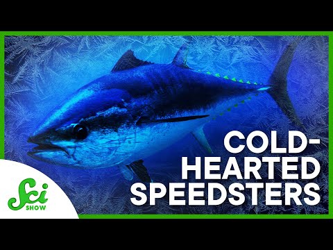 The Speedy Cold-Hearted Tuna